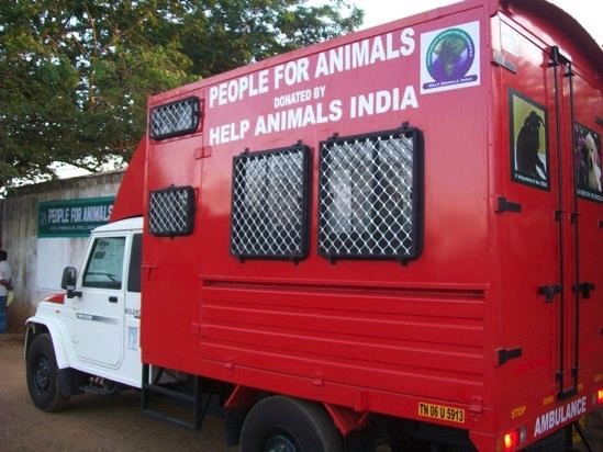 Celebrating our 10th Anniversary, made possible because of YOU! – Help Animals  India - Saving India's Forgotten Animals
