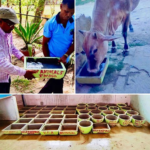 Summer update, mostly good news! Cows/dogs/cats/elephants and more! – Help  Animals India - Saving India's Forgotten Animals
