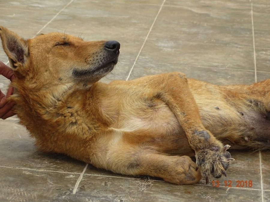 A challenging summer ahead ... – Help Animals India - Saving India's  Forgotten Animals