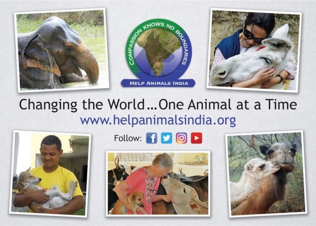 Conference, new grants, wildlife, equines and more! Help Animals