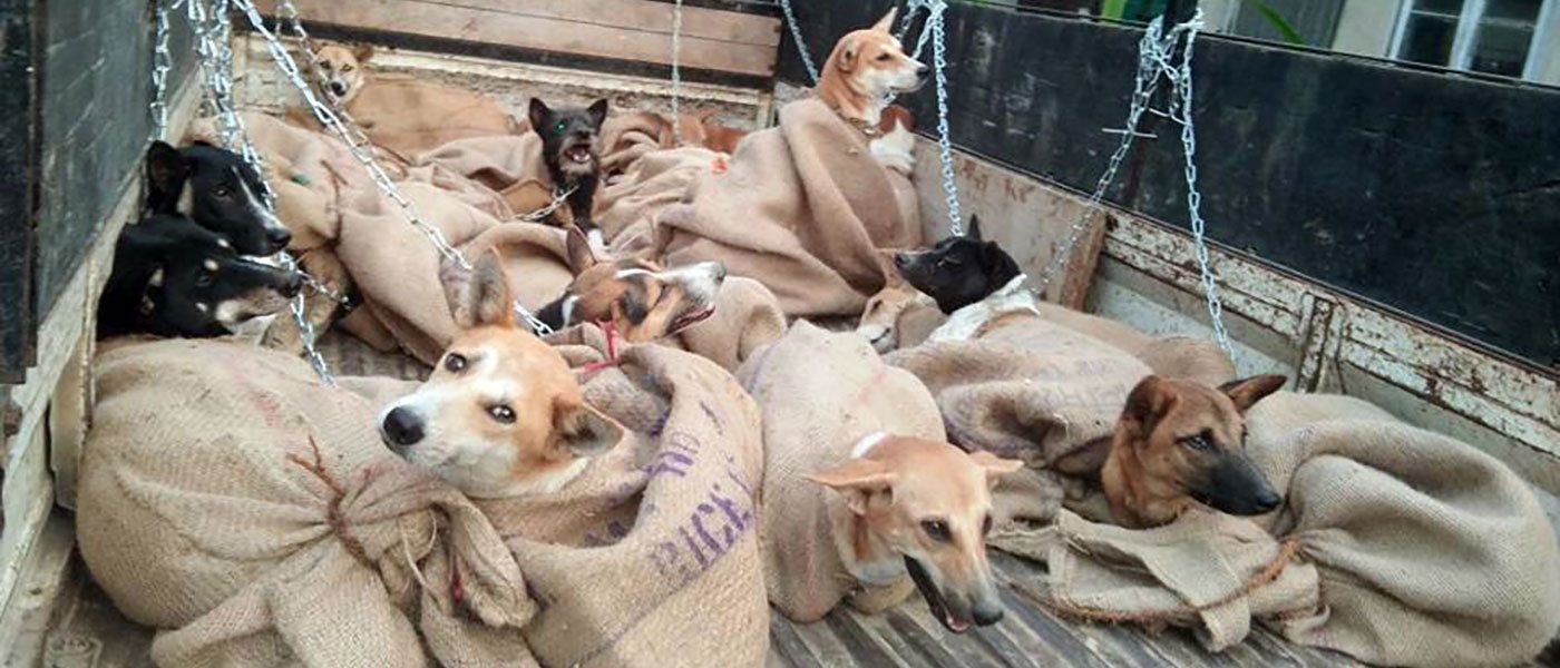 News Updates Help Animals India