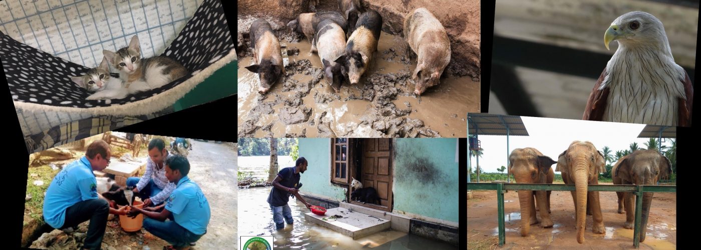 Key Projects – Help Animals India - Saving India's Forgotten Animals